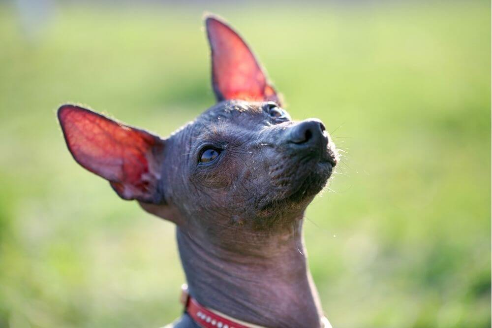 Ein peruanischer Nackthund sieht freundlich in die Kamera.
