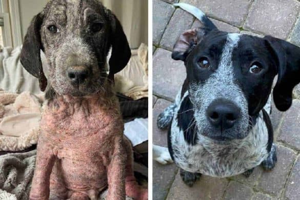 Ralphie machte eine unglaubliche Transformation durch - vom haarlosen Welpen zum glücklichen Junghund!