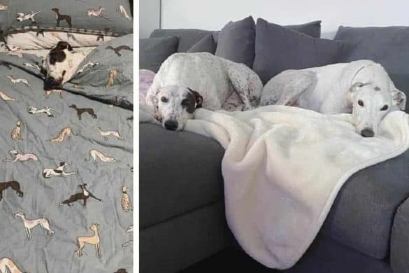 Rechts ist Violet unter der Bettdecke zu sehen, links liegt sie zusammen mit Greyhound Neil auf dem Sofa.