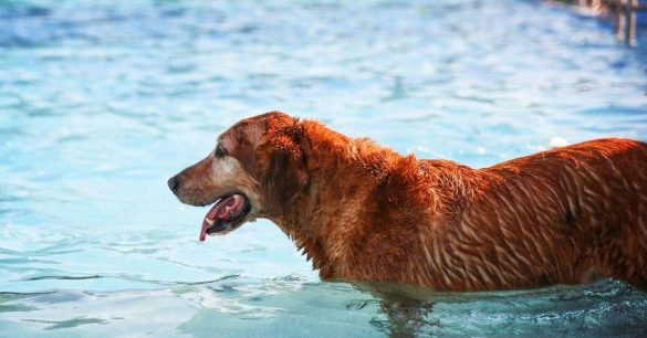 Hund beim Baden im Schwimmbad