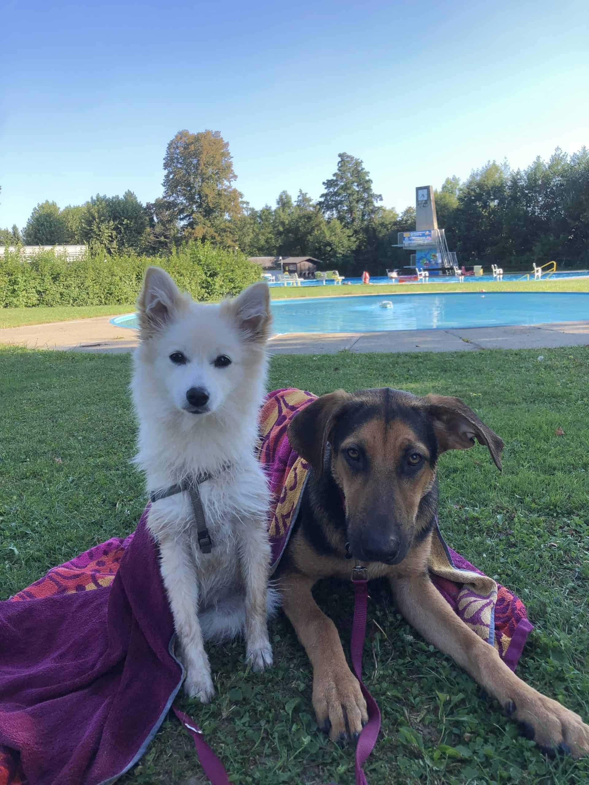 Alba und Kiwi beim Baden im Schwimmbad Stainz, Baden mit Hund