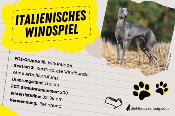 FCI Klassifizierung Italienisches Windspiel / Italien Greyhound