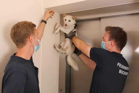 Zwei Helfer der Feuerwehr Bochum halten den gefangenen Hund hoch und befreien ihn.