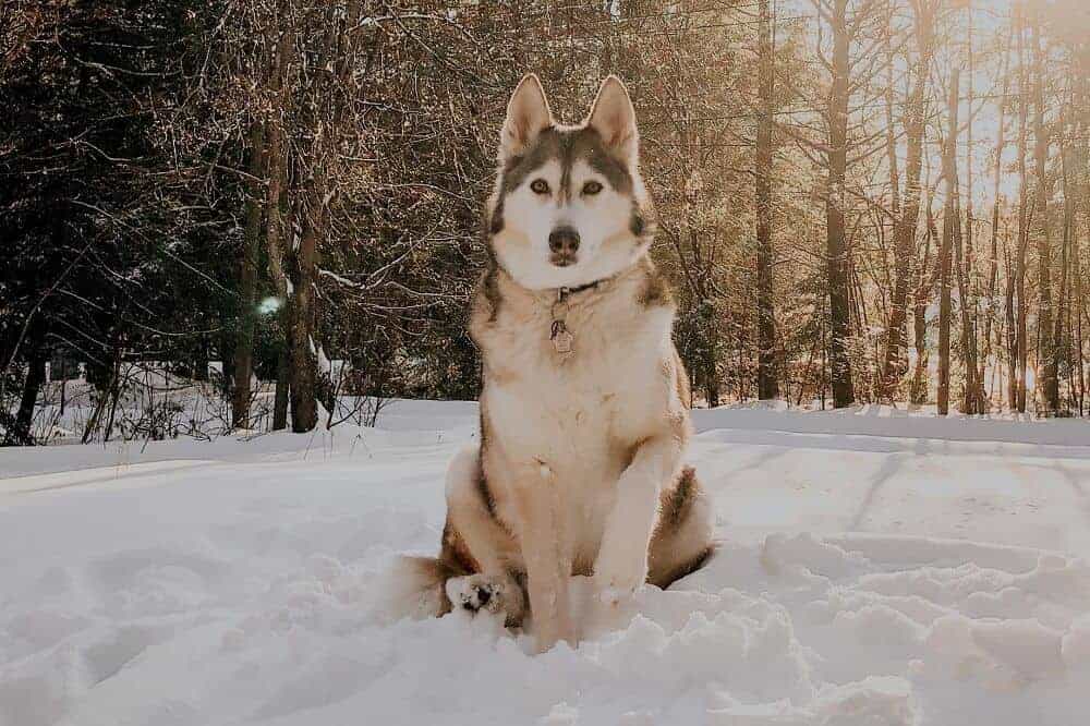 Ein Husky sitzt in einem schneebedeckten Wald.