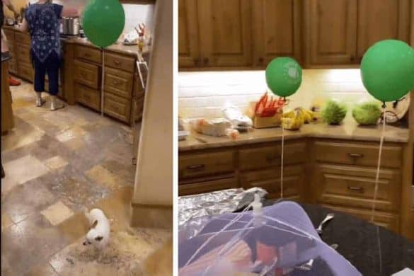 Damit auf der Party niemand die kleinen Chihuahuas übersah, stattete die Besitzerin sie mit Luftballons aus.