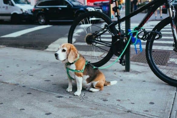 Ein Beagle sitzt angeleint vor einem Laternenpfosten.