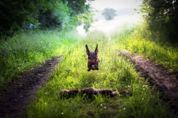 Kleiner schwarzer Jagdhund springt auf einer Wiese.