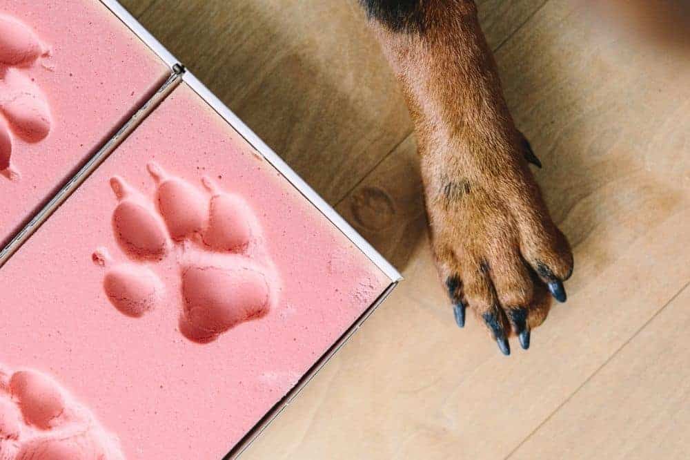 Abbildung zeigt ein pinkes Abdruckkissen und eine Hundepfote. 