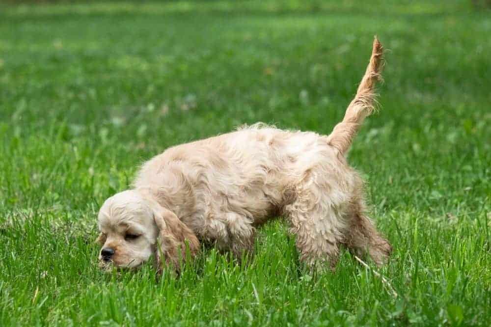 Weißer Hund schnüffelt auf einer Wiese am Boden.