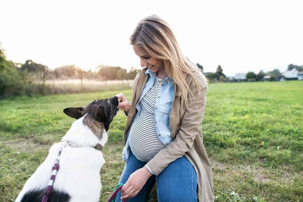 Eine schwangere Frau zeigt ihrem Hund den Bauch.