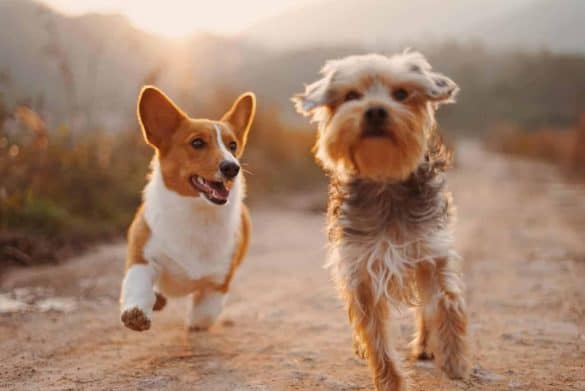 Zwei kleine Hunde im Lauf auf einem unbefestigten Weg. Damit unsere Hunde länger leben - die Hundezeitung. /Foto: (c) unsplash
