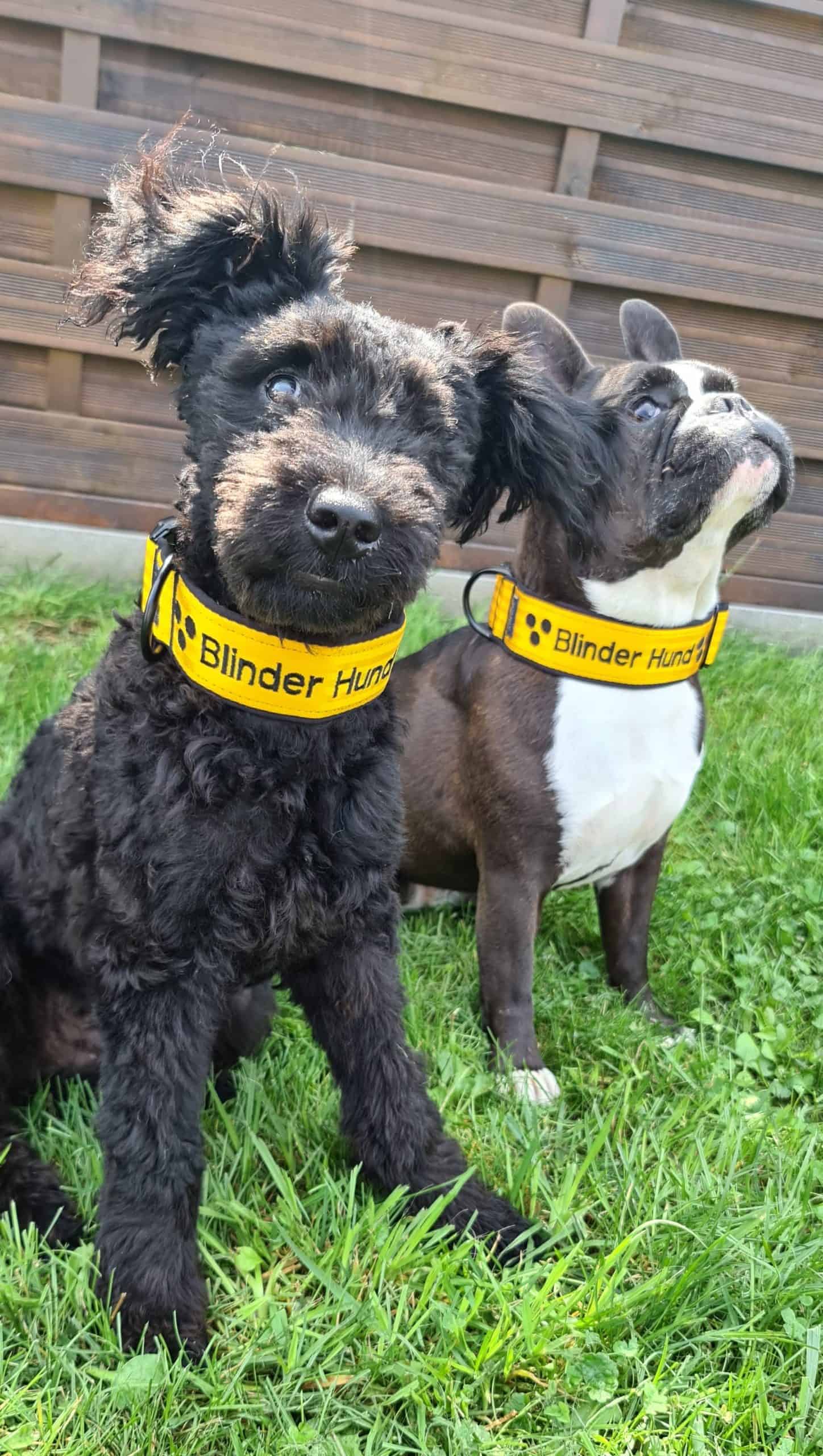 Fritz und Cleo von den Handicapdogs. Schwarzer Pumi und französische Bulldogge, beide mit einem Halsband "Blinder Hund" schwarz auf gelb. (c) Sabine Marzi