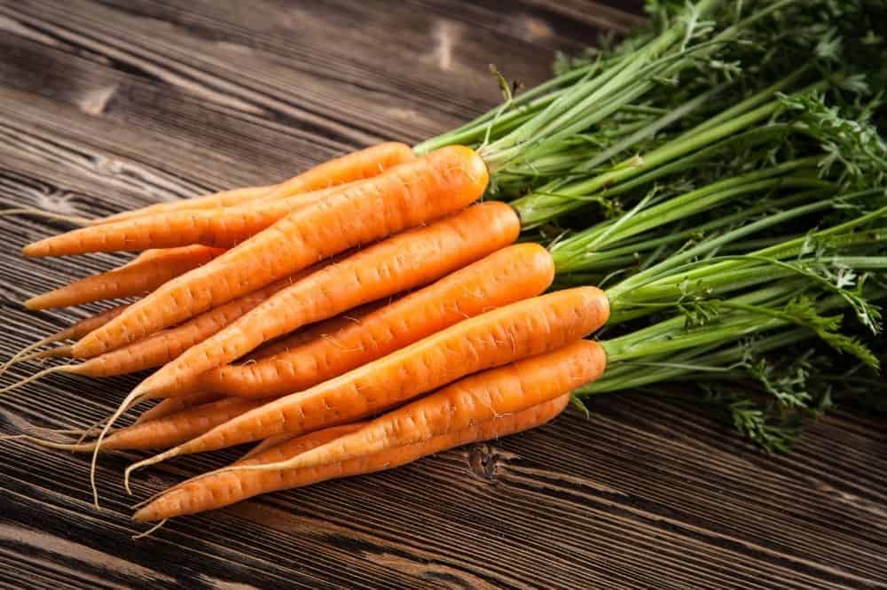 Frische Karotten, mit Grün. Morosche Karottensuppe für den Hund.