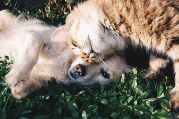 Ein Hund und eine Katze liegen schmusend im Gras.