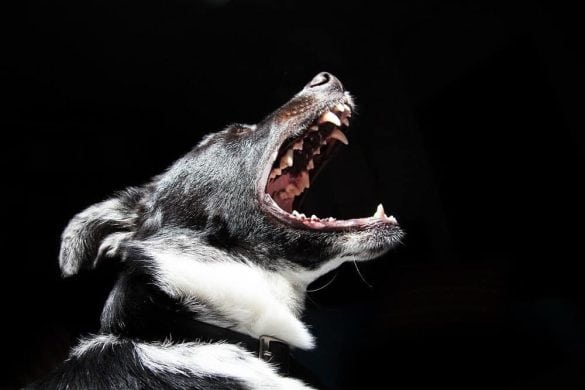 Ein schwarz-weißer Hund fletscht die Zähne.