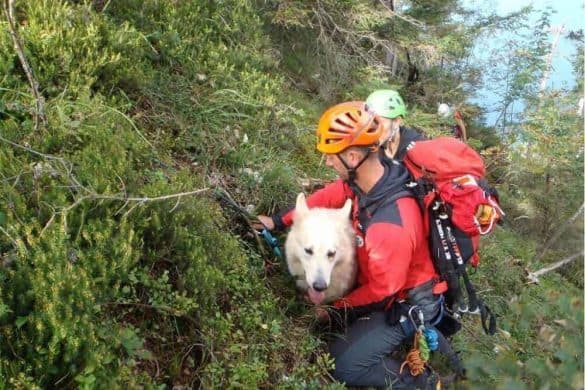 Die Bergretter bringen den verletzten Hund zurück zu seinem Besitzer.