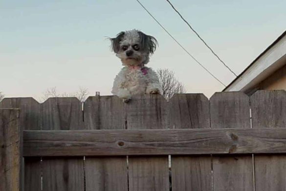 Der "Grusel-Hund" sieht mit warnendem Blick über den Lattenzaun.