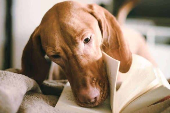 Ein Hund steckt die Nase in ein Buch, als würde er ebenfalls lesen wollen.