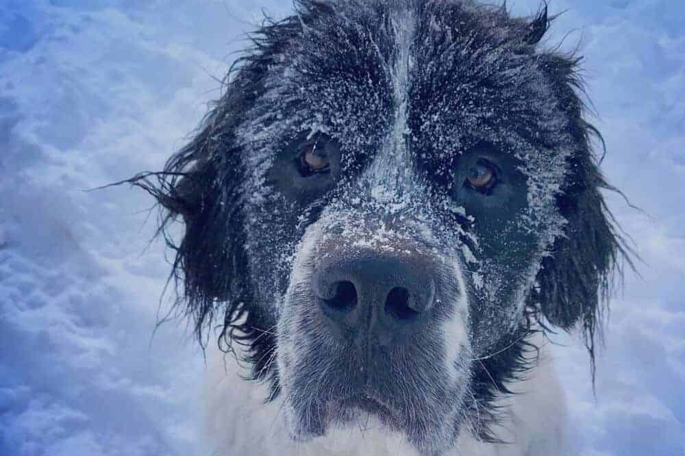 Maggie mit von Schnee bedecktem Gesicht.