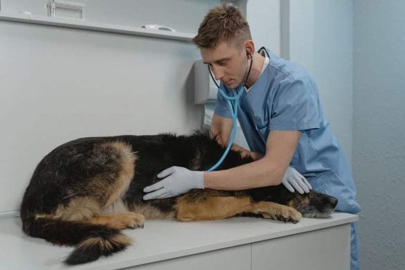 Ein Tierarzt betreut einen liegenden Hund.