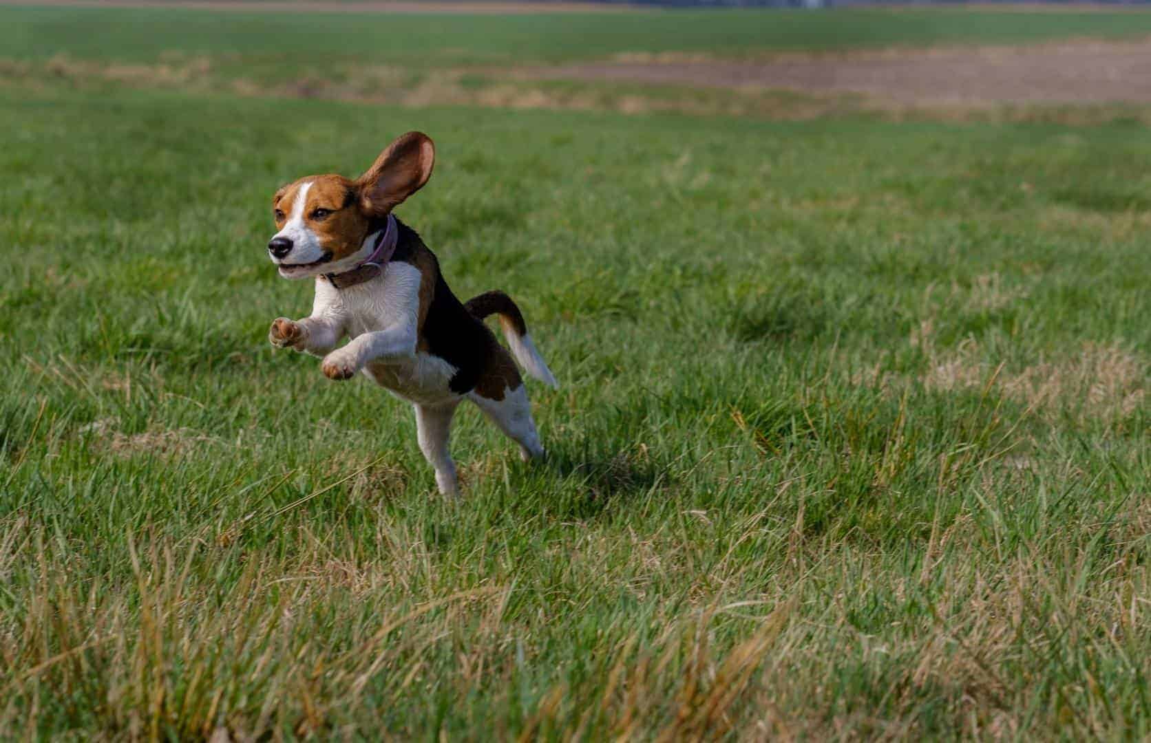 Der Beagle ist ein Arbeitshund, der zur Jagd gezüchtet wurde.Foto: unsplash.com © andreaelphotography