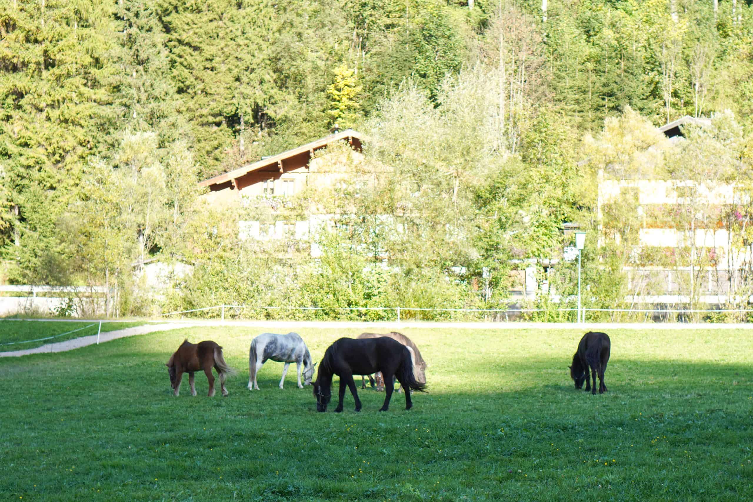 Einige Pferde grasen zusammen auf einer Wiese.
