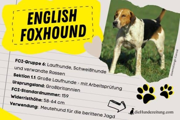 Fci Klassifzierung English Foxhound