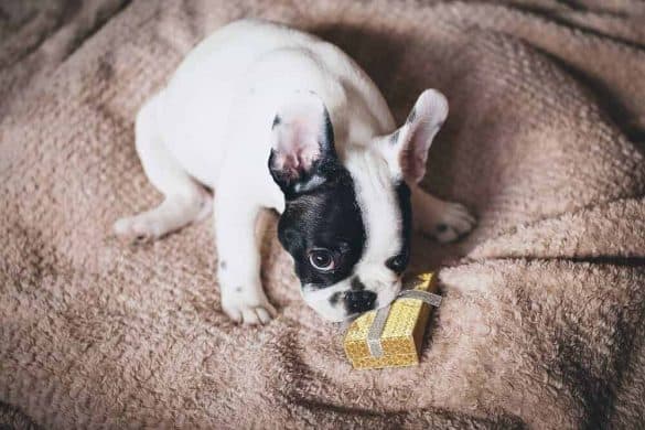 Ein Französische Bulldogge-Welpe nagt an einem golden eingepackten Geschenk.