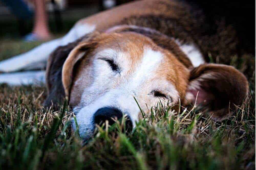 Ein English Foxhound liegt entspannt im Gras.