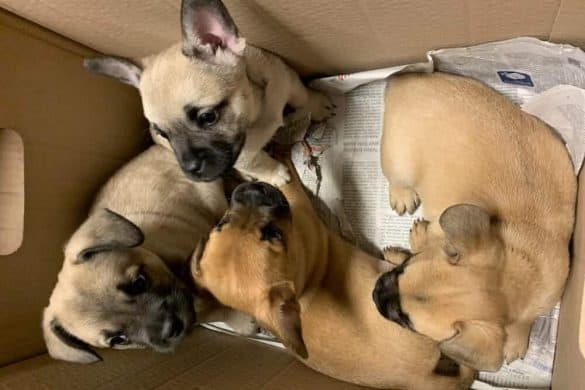 Die vier in Ingelheim gefundenen Hundewelpen sitzen in einem Karton mit Zeitungspapier.