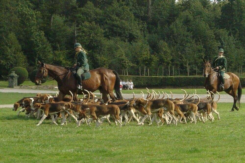 Eine große Meute English Foxhound zwischen zwei Pferden mit Reitern.