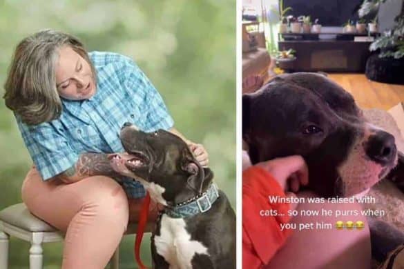 Links ist Pitbull Terrier Winston mit einem Frauchen zu sehen, rechts ein Screenshot aus dem Video, in welcher Winston schnurrt.