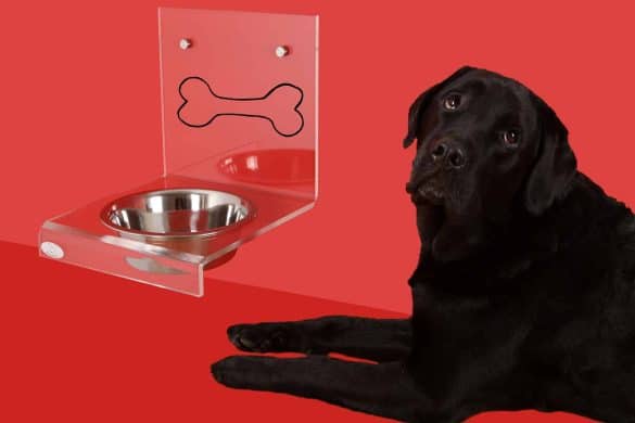 Trocken-oder Nassfutter: Was ist besser für meinen Hund? /Foto: Pixabay