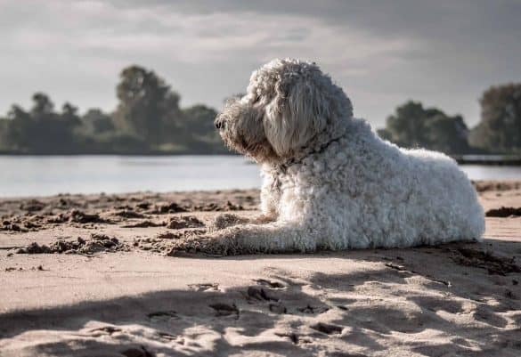 Hund am Strand (c) pixabay