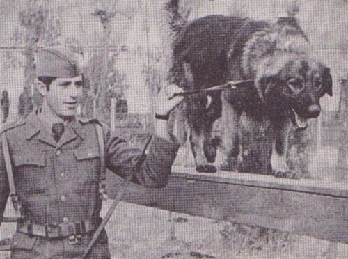 Ein schwarz-weißes Foto eines jugoslawischen Soldaten, der einen Sarplaninac an der Leine führt.