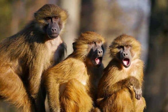 Drei Affen sitzen hintereinander und schreien in die Kamera.
