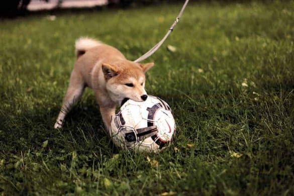 Ein Akita-Welpe beißt in einen Fußball.
