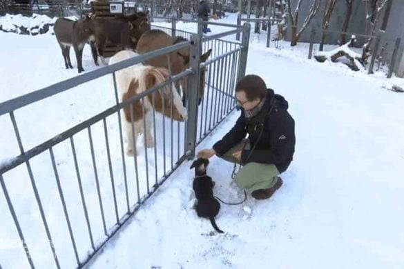 David Pruß ist mit seiner Hundedame Kaya im Hofer Zoo unterwegs.