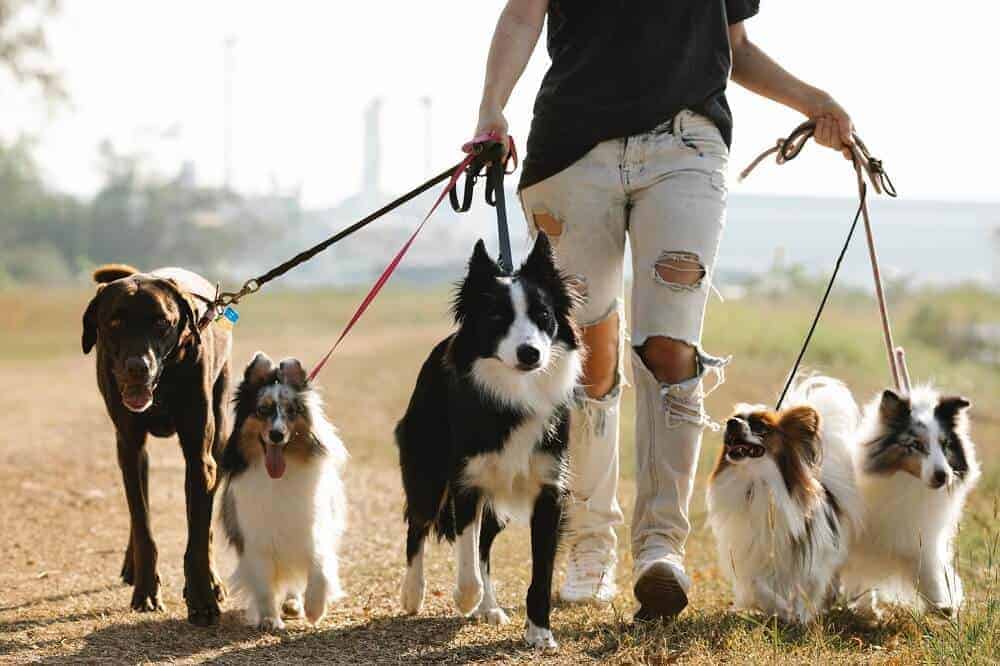 Eine Frau hält fünf verschiedene Hunde an der Leine.