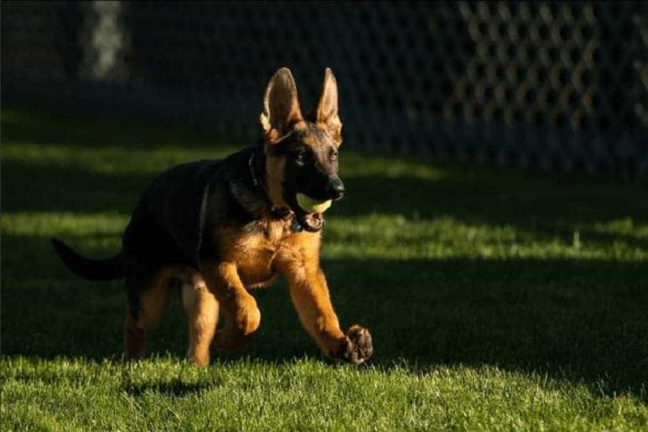 Der neue "First Dog" Commander läuft mit einem Tennisball im Maul über den Rasen.