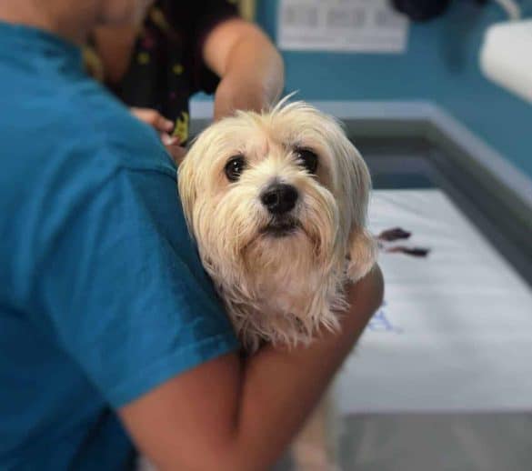 Kleiner Hund beim Tierarztbesuch und schaut skeptisch in die Kamera.