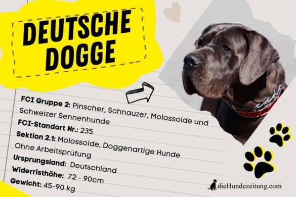 Deutsche Dogge FCI Rassenportrait