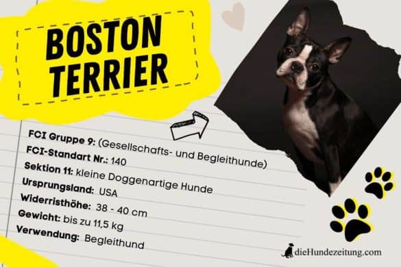 Boston Terrier FCI Steckbrief