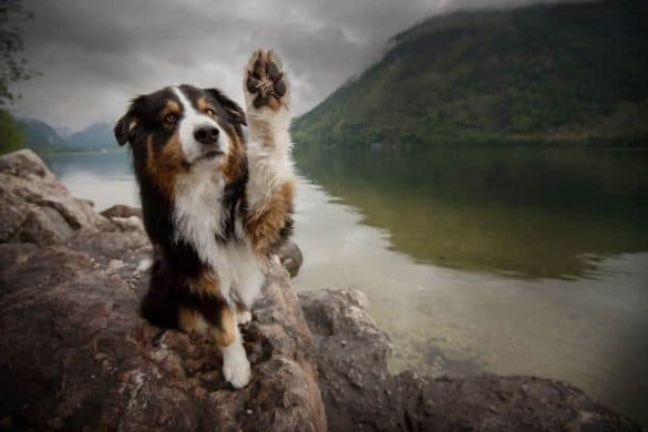 Berner Sennenhund sitz am Ufer eines Sees und hält eine Vorderpfote in die Kamera.