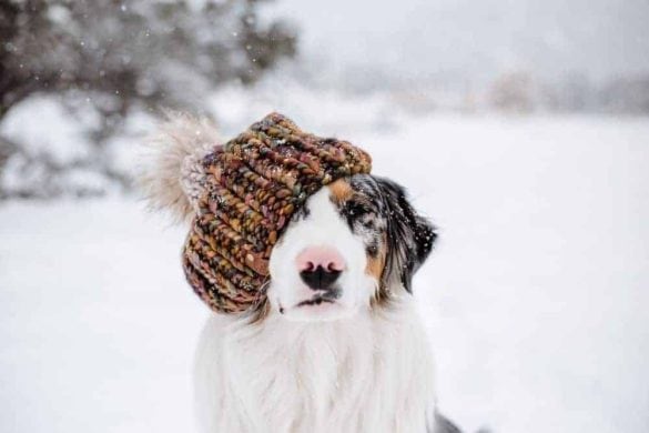 Hund sitzt im Schnee und hat eine dicke Wollmütze auf.