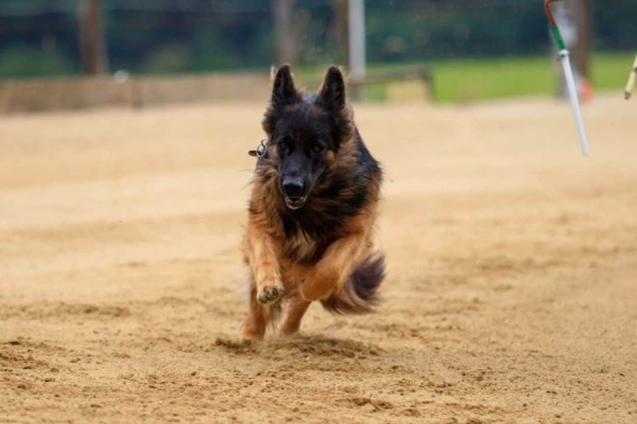 Deutsche Schäferhund sind nicht nur kräftig, sondern auch schnell. / Foto: pixabay.
