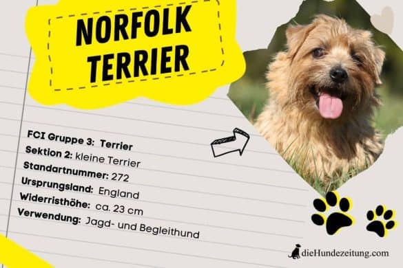 Norfolk Terrier FCI Steckbrief