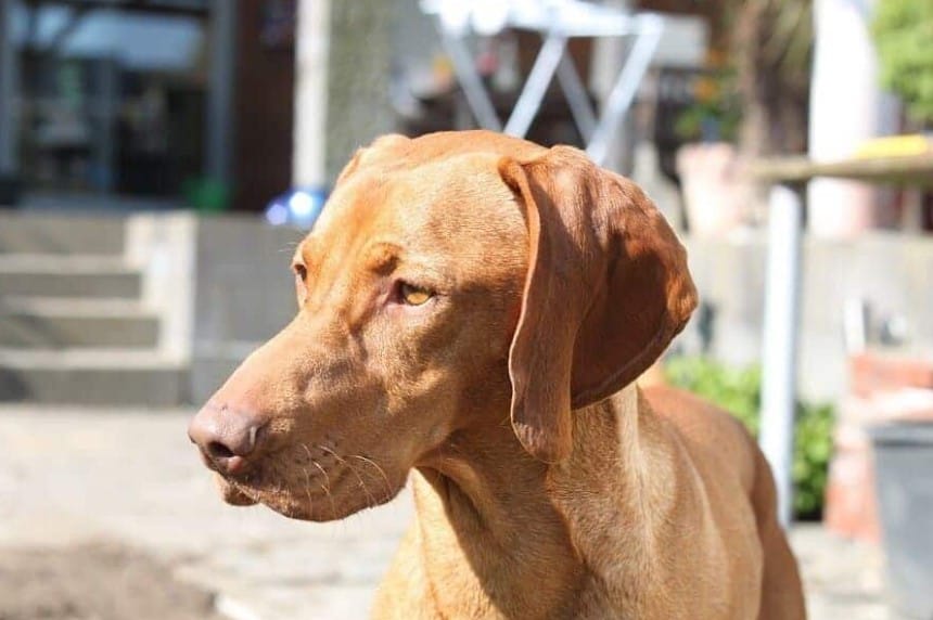 ein kurhaariger magyar vizsla ein ungarischer vorstehhund steht auf der terrasse eines hauses