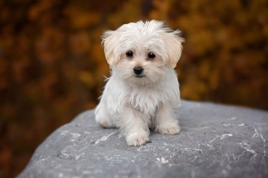 Malteser sitzend auf Stein, kleinste Hunderassen der Welt