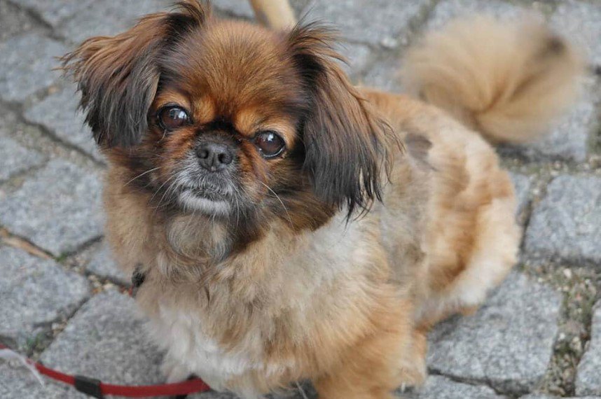 pekinese kleinsten hunderassen sitzend